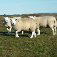 Texel
