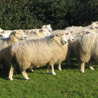 Romney