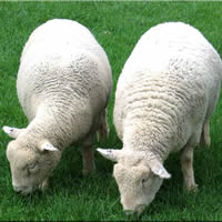 Southdown