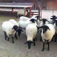 Suffolk