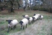 Country Wools