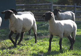 Otter Lake Farm
