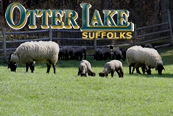 Otter Lake Farm